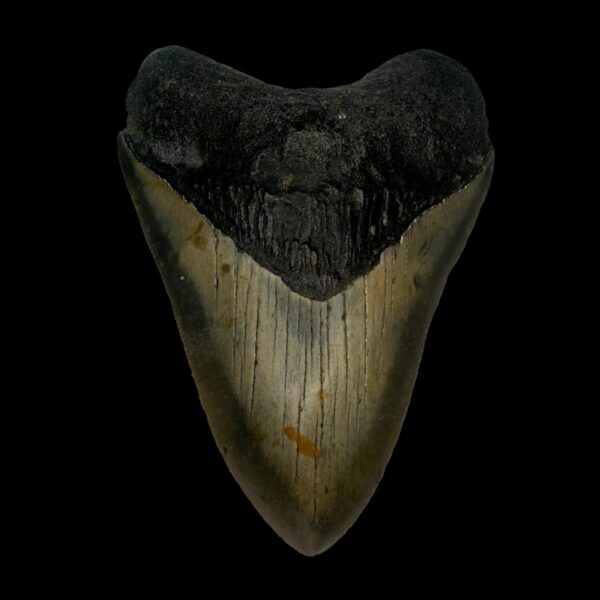 3.83" Megalodon Tooth Fossil