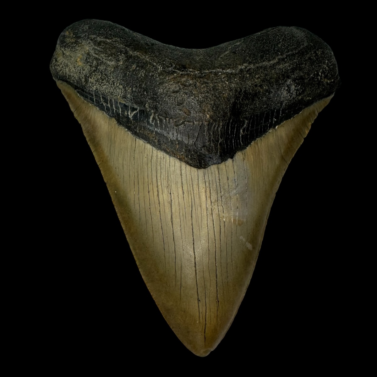 5.32" Megalodon Tooth Fossil