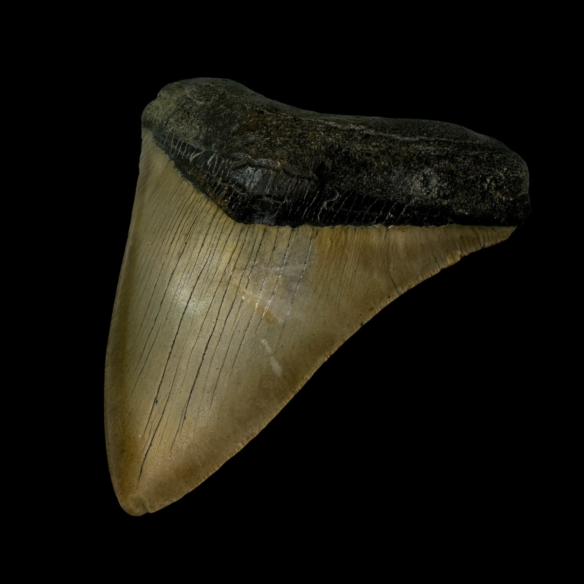 5.32" Megalodon Tooth Fossil - Image 3