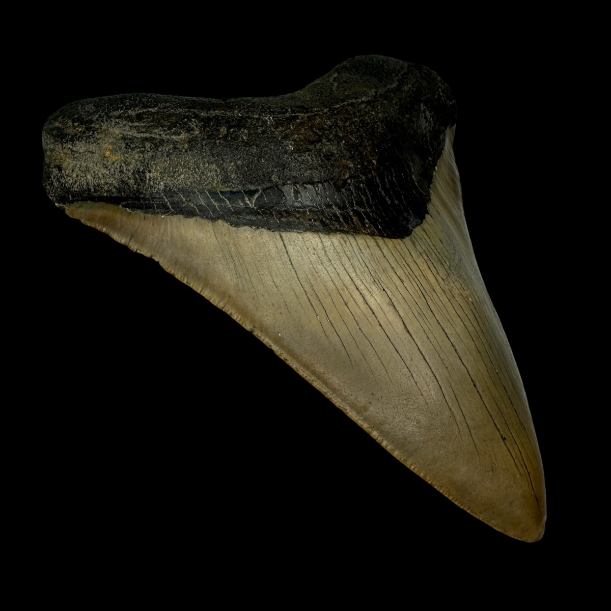 5.32" Megalodon Tooth Fossil - Image 4