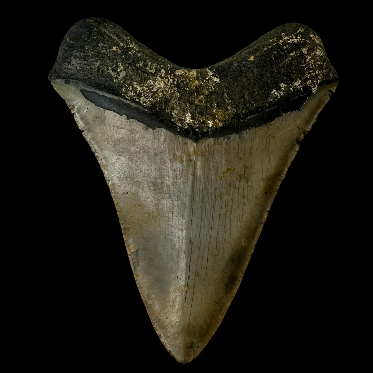 5.32" Megalodon Tooth Fossil - Image 2