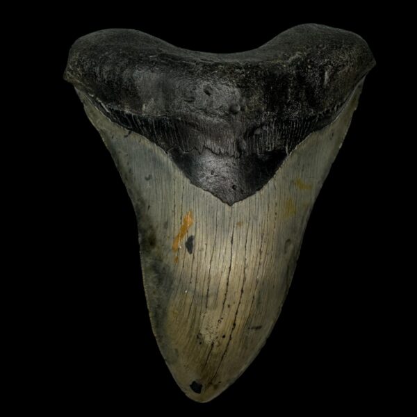 5.65" Megalodon Tooth Fossil