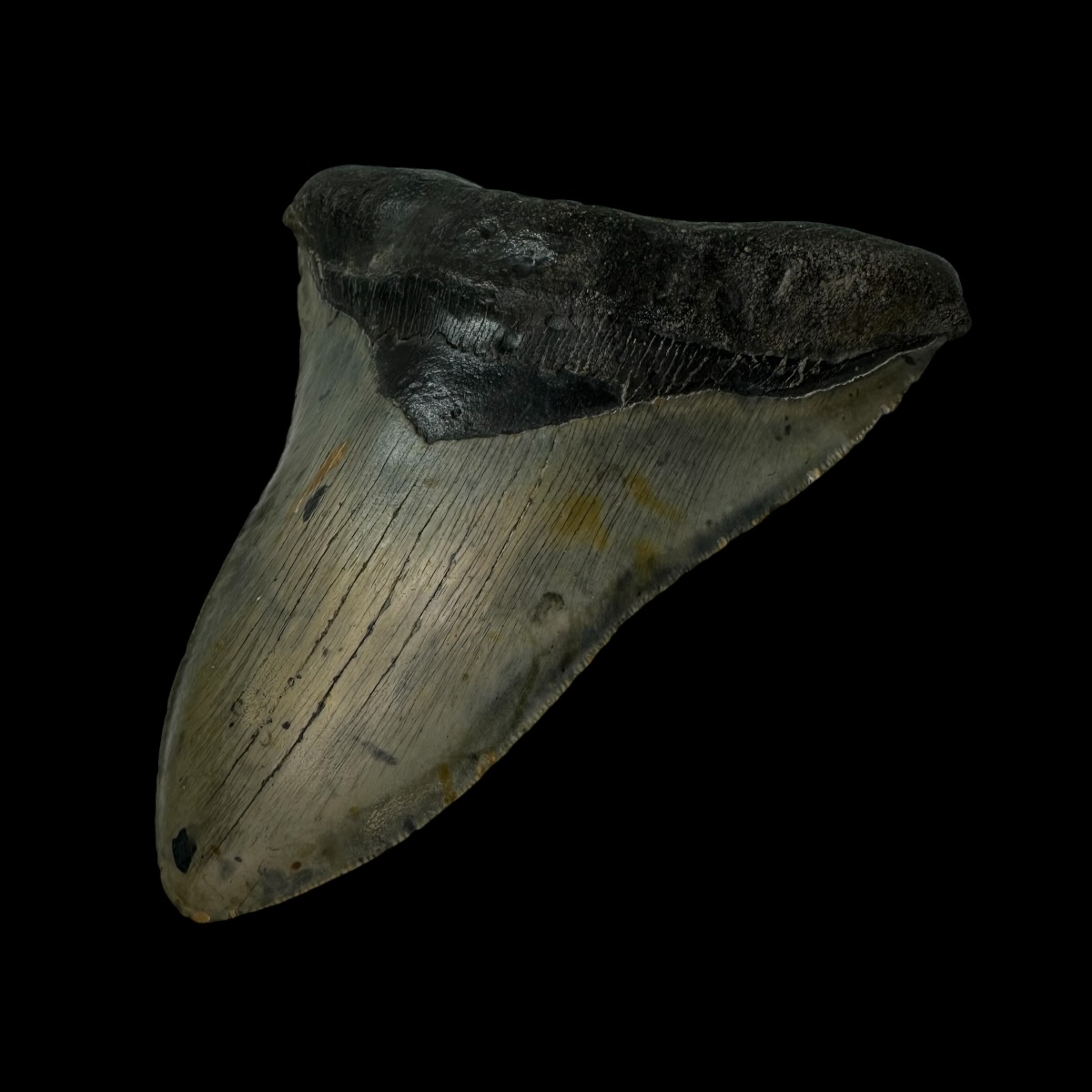 5.65" Megalodon Tooth Fossil - Image 3