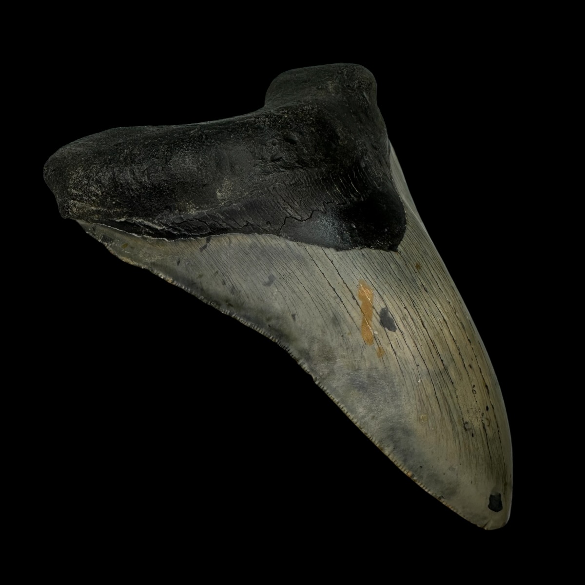 5.65" Megalodon Tooth Fossil - Image 4
