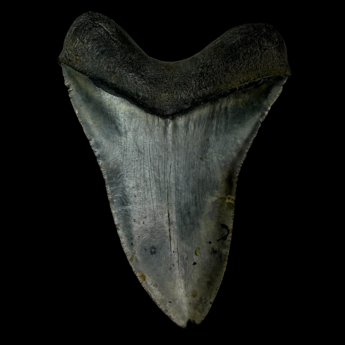 5.65" Megalodon Tooth Fossil - Image 2