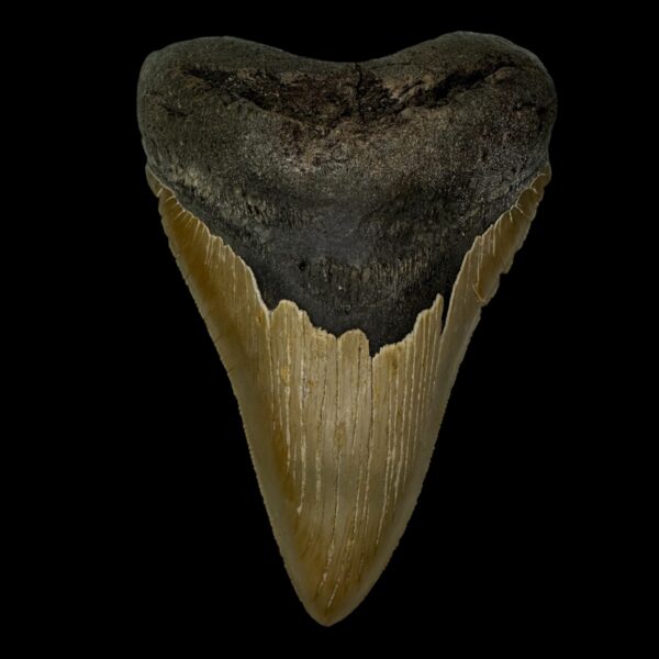 5.40" Serrated Megalodon Tooth Fossil