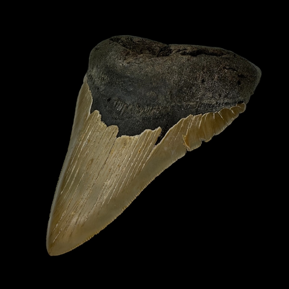 5.40" Serrated Megalodon Tooth Fossil - Image 3