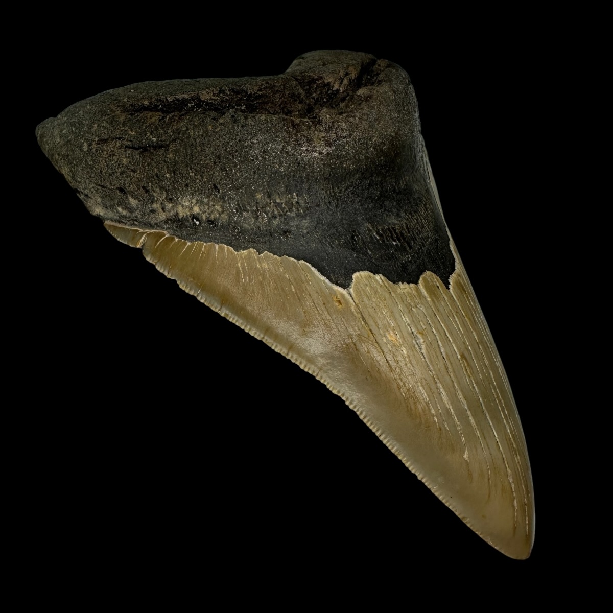 5.40" Serrated Megalodon Tooth Fossil - Image 4