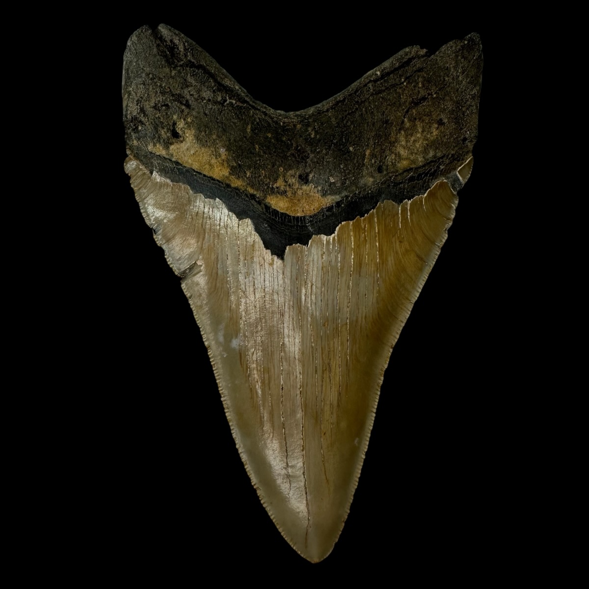 5.40" Serrated Megalodon Tooth Fossil - Image 2