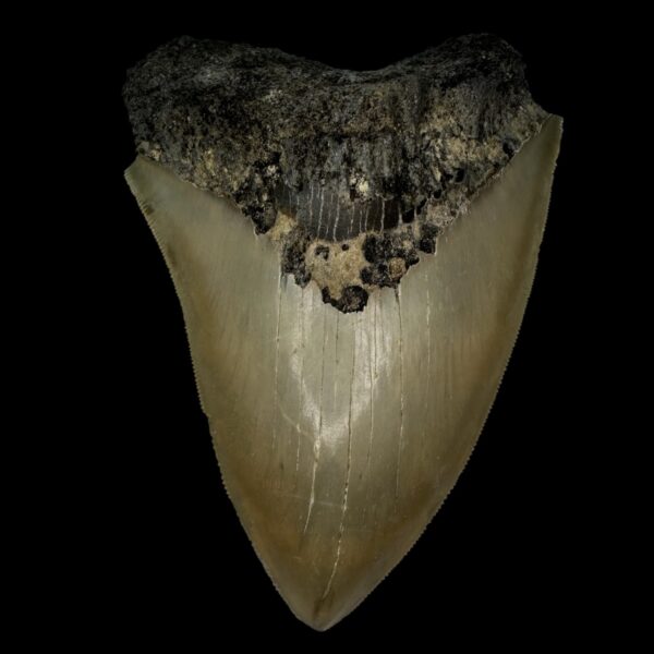 5.08" Serrated Megalodon Tooth Fossil
