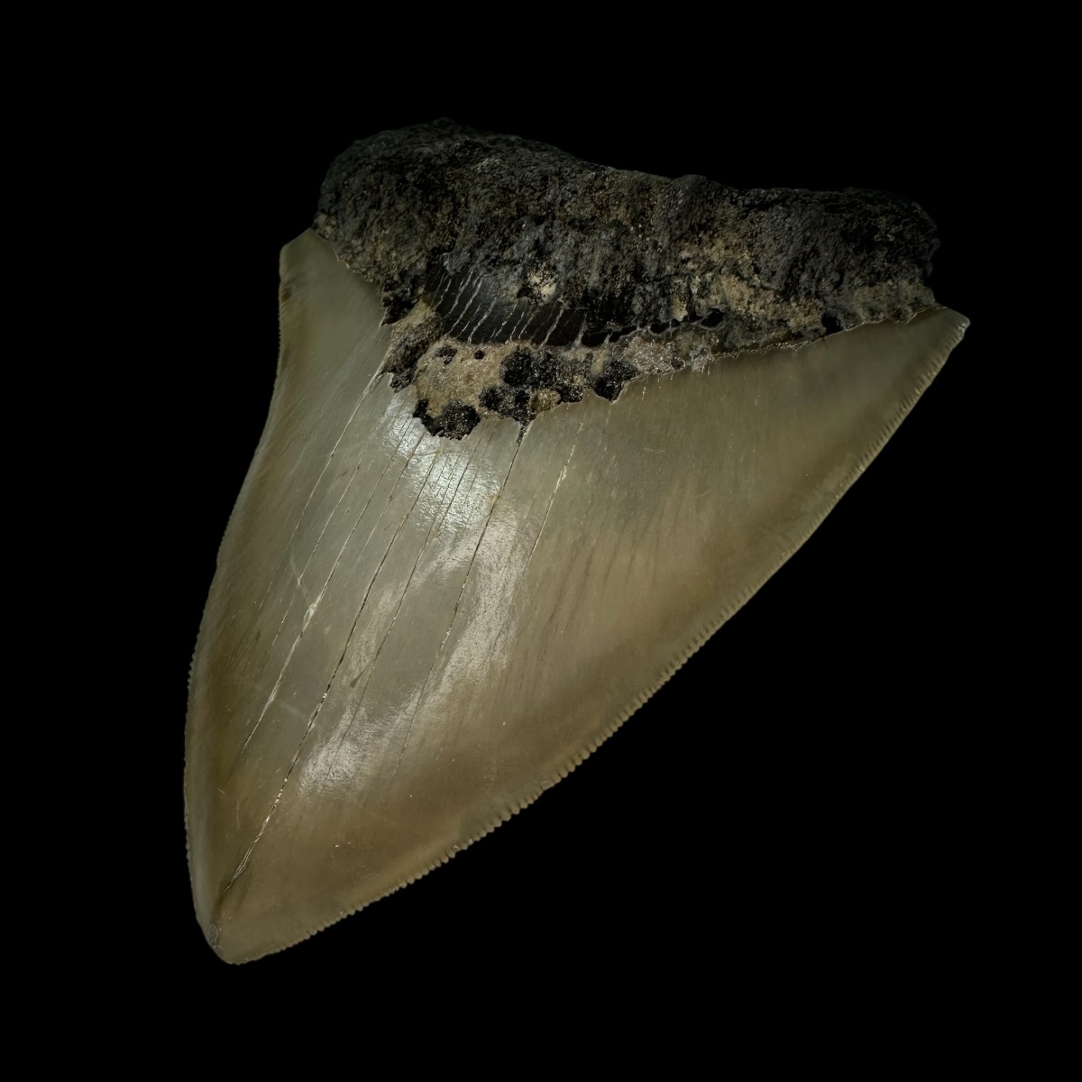 5.08" Serrated Megalodon Tooth Fossil - Image 3