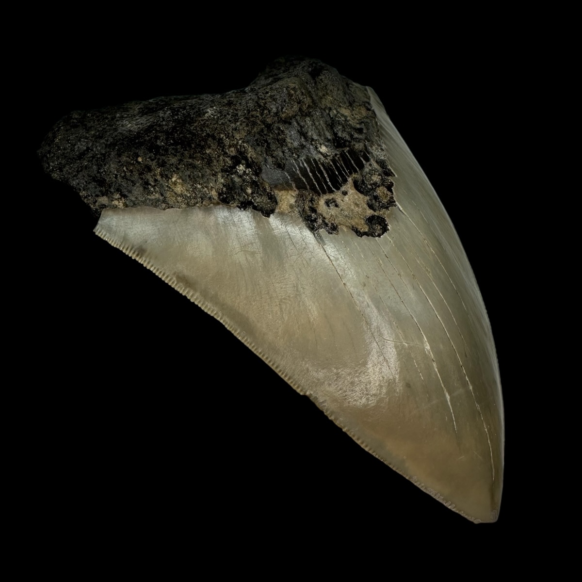5.08" Serrated Megalodon Tooth Fossil - Image 4