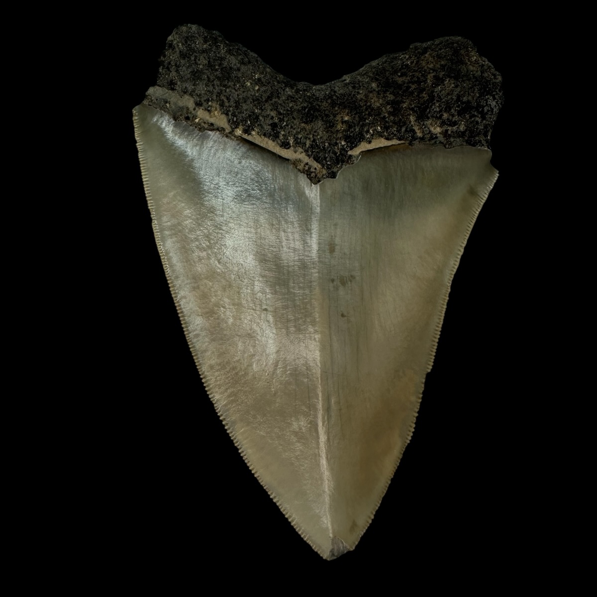 5.08" Serrated Megalodon Tooth Fossil - Image 2