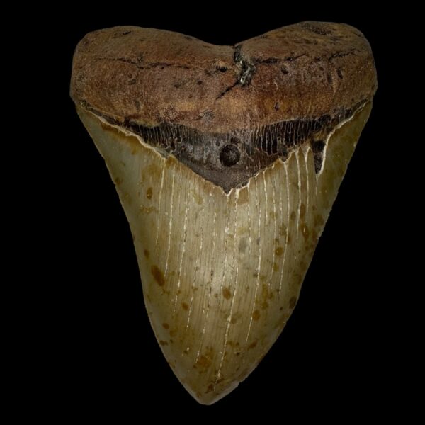 5.15" Serrated Megalodon Tooth Fossil