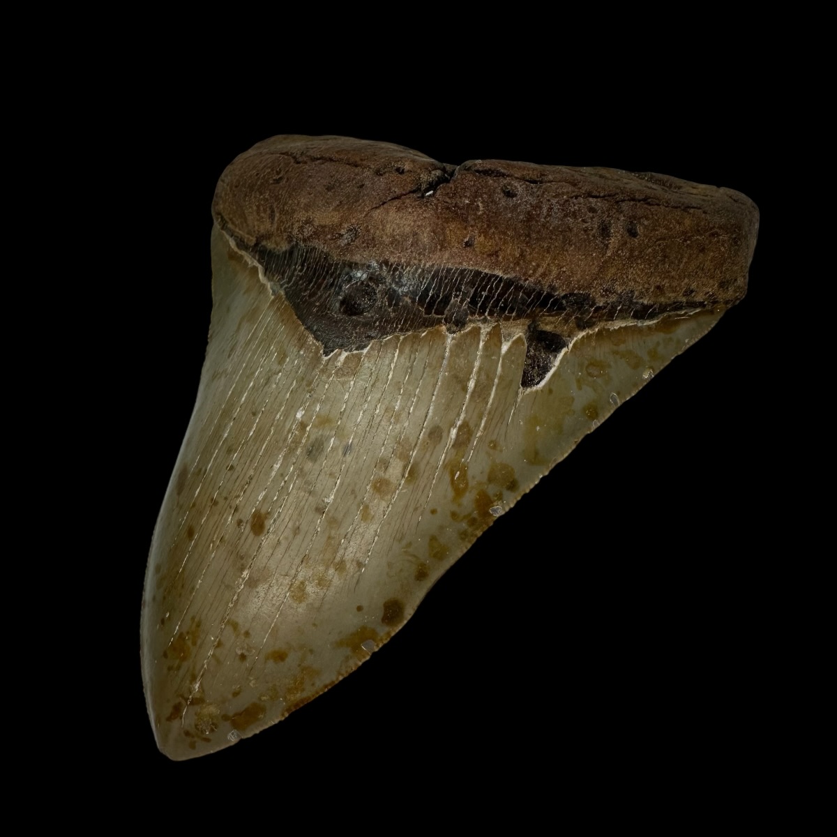 5.15" Serrated Megalodon Tooth Fossil - Image 3