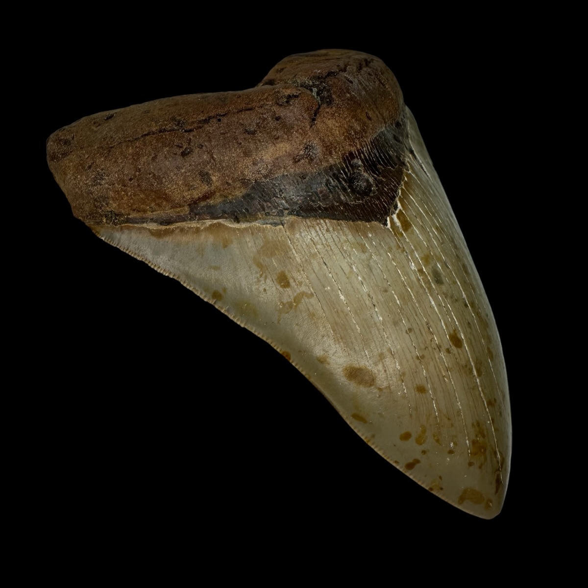 5.15" Serrated Megalodon Tooth Fossil - Image 4