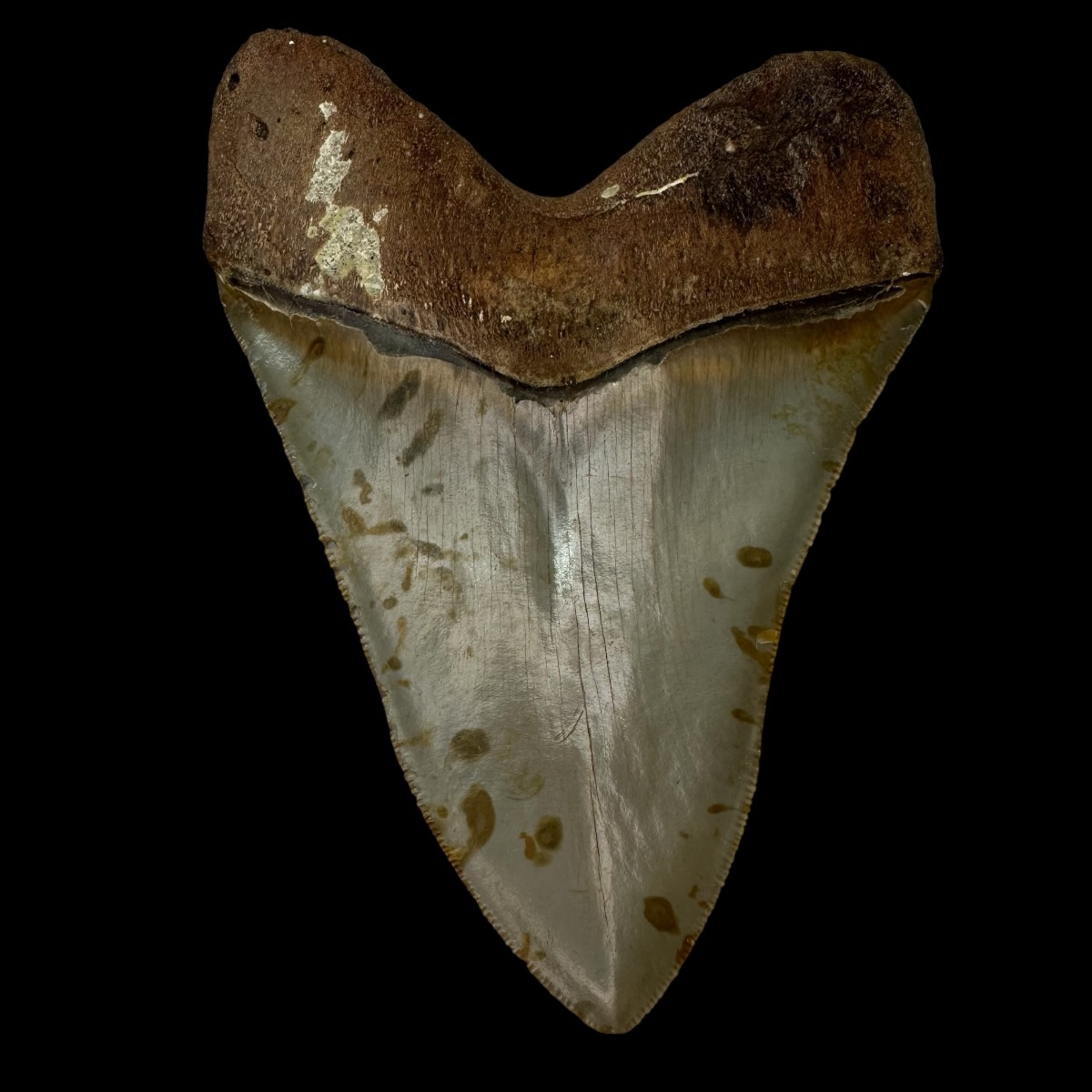 5.15" Serrated Megalodon Tooth Fossil - Image 2