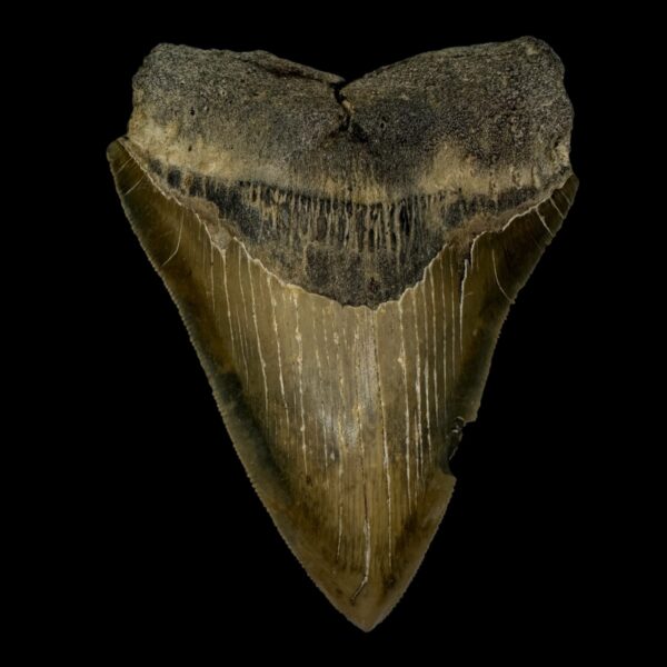 4.65" Serrated Megalodon Tooth Fossil