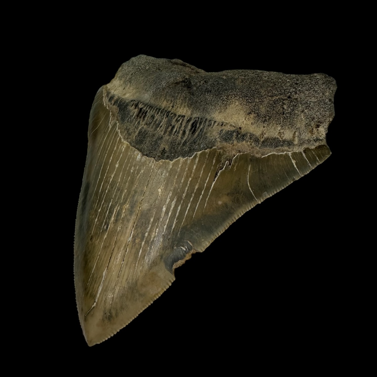 4.65" Serrated Megalodon Tooth Fossil - Image 3