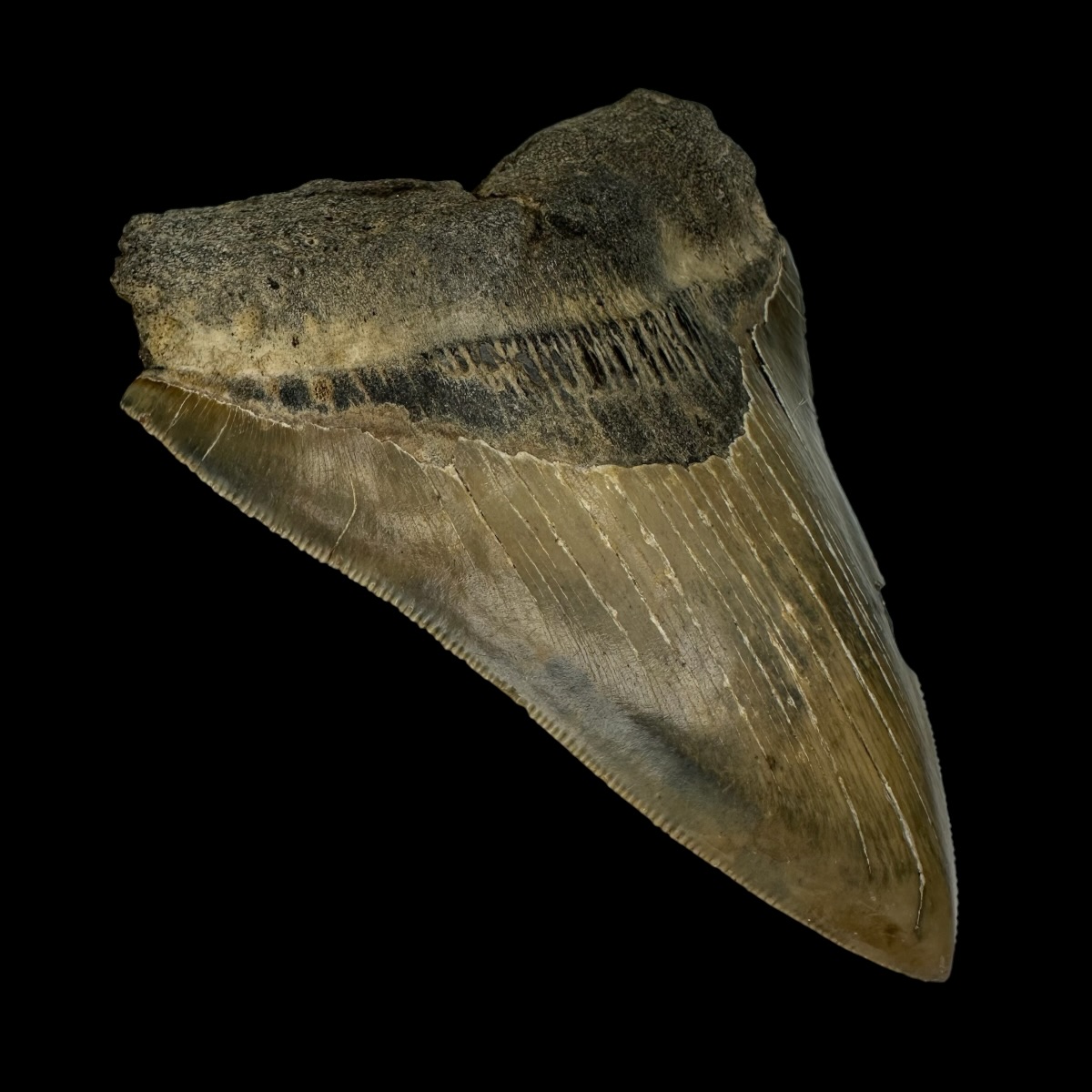4.65" Serrated Megalodon Tooth Fossil - Image 4