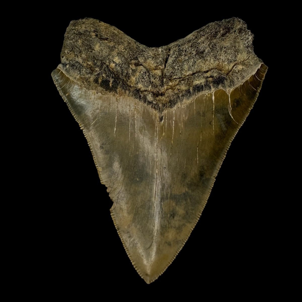 4.65" Serrated Megalodon Tooth Fossil - Image 2