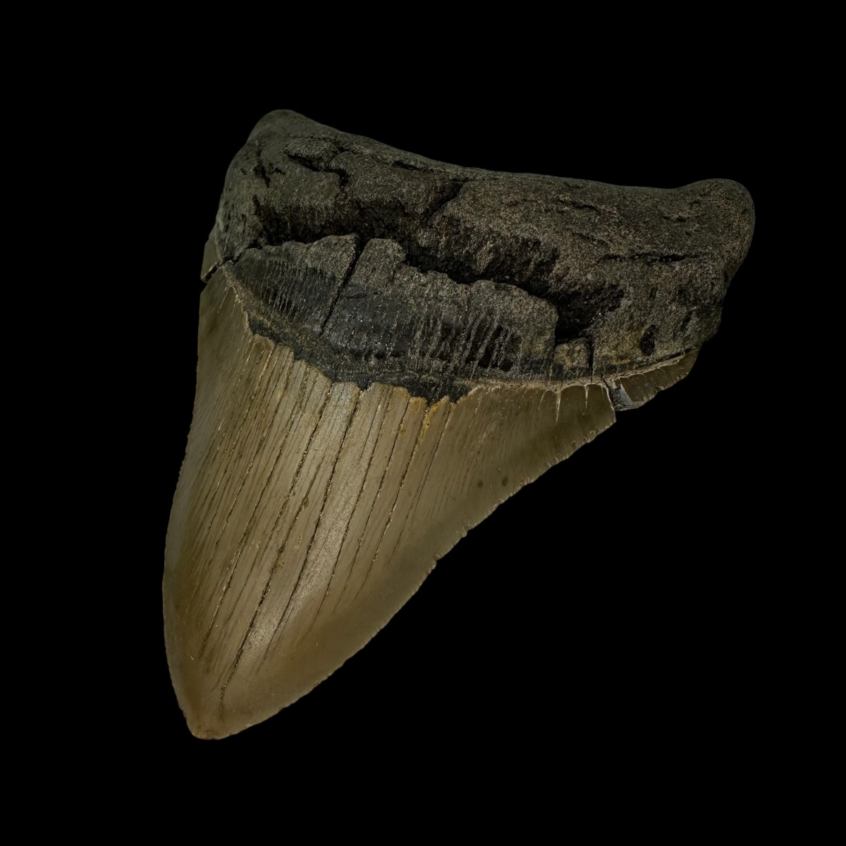 4.78" Serrated Megalodon Tooth Fossil - Image 3