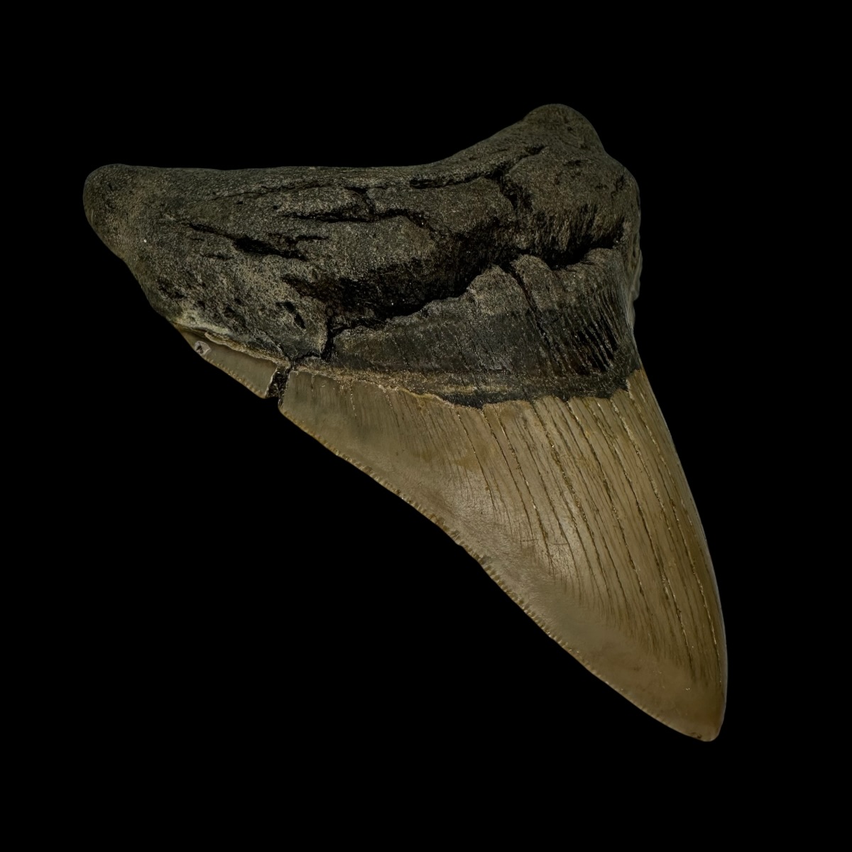 4.78" Serrated Megalodon Tooth Fossil - Image 4