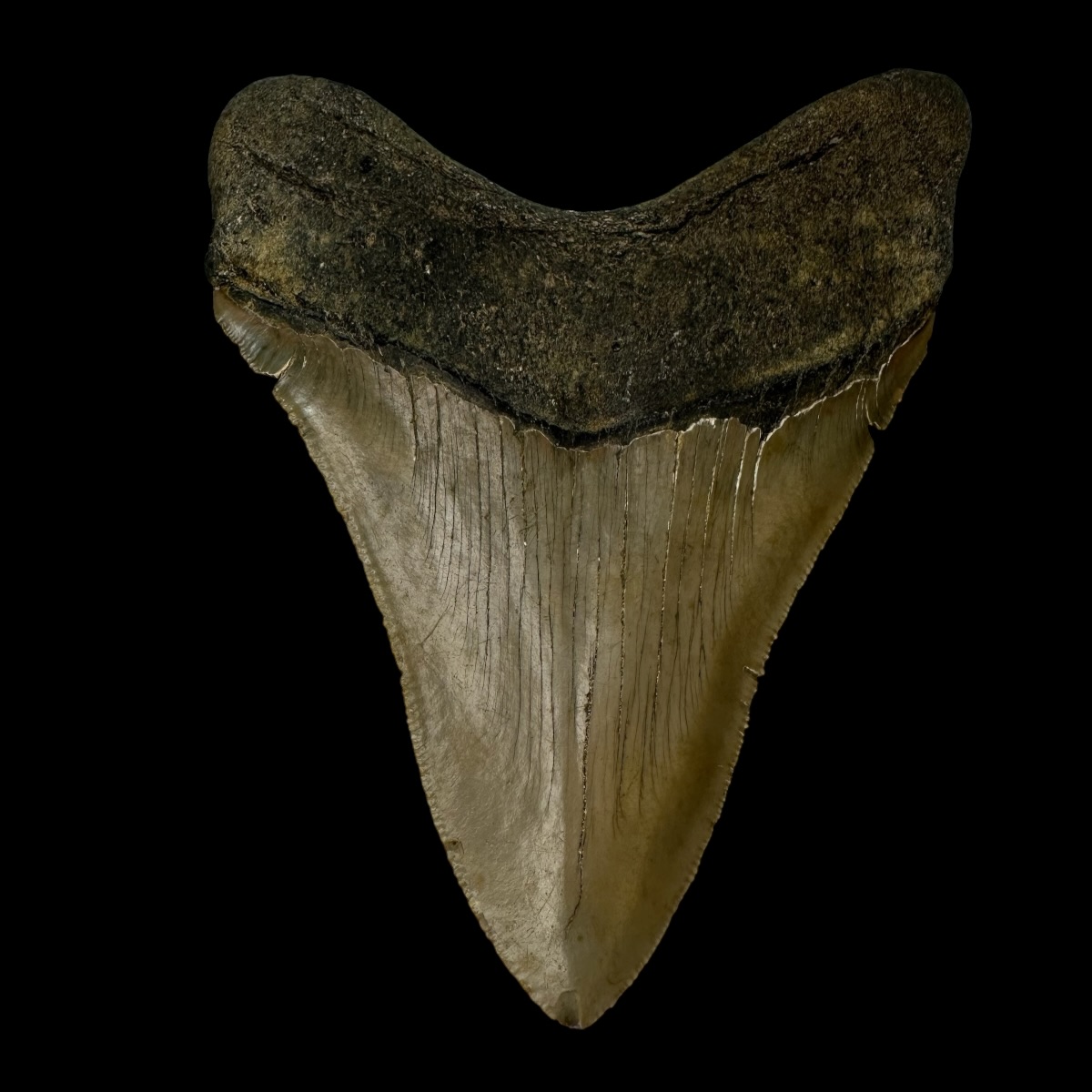 4.78" Serrated Megalodon Tooth Fossil - Image 2