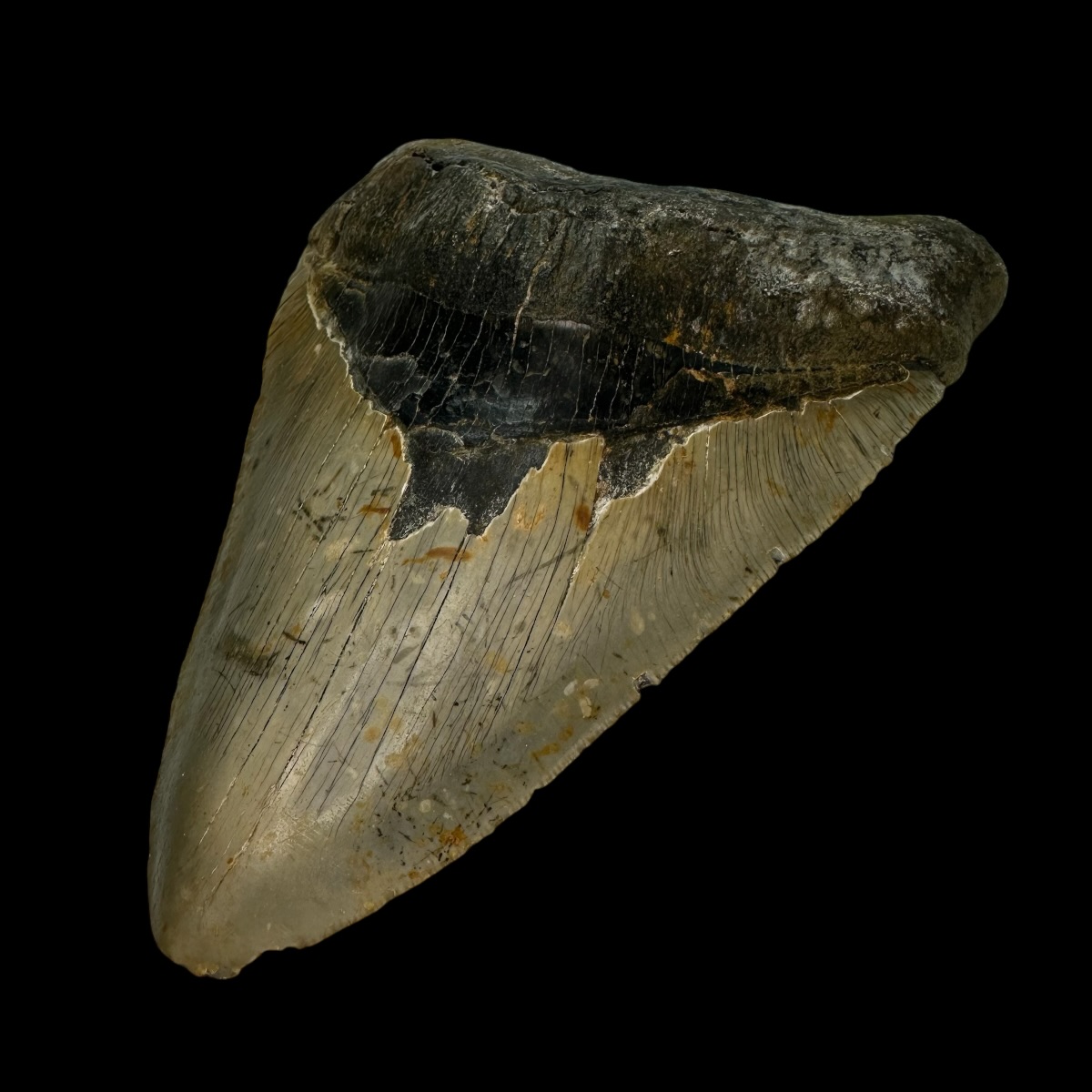 6.23" Megalodon Tooth Fossil - Image 3