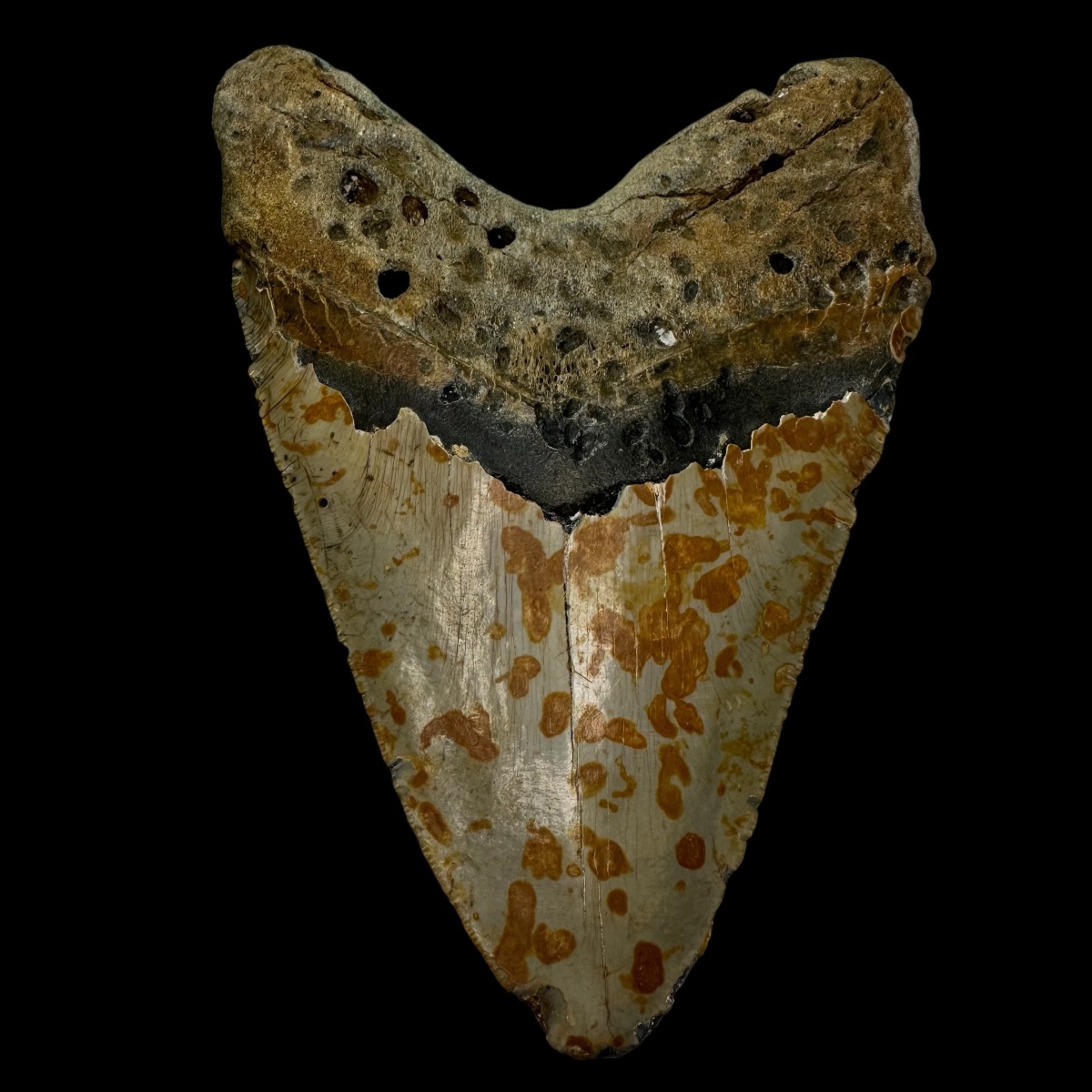 6.23" Megalodon Tooth Fossil - Image 2