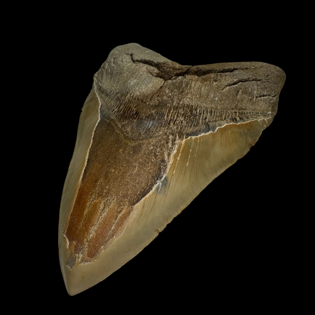 6.51" Serrated Megalodon Tooth Fossil - Image 3