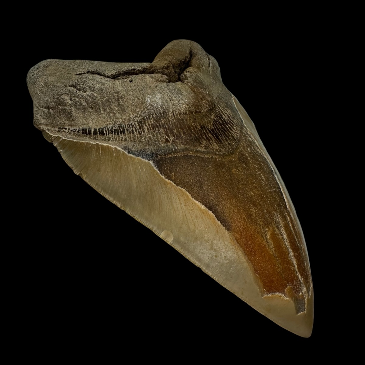 6.51" Serrated Megalodon Tooth Fossil - Image 4