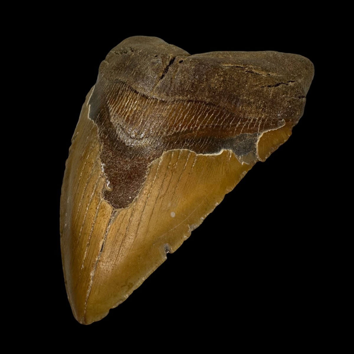 6.45" Megalodon Tooth Fossil - Image 3