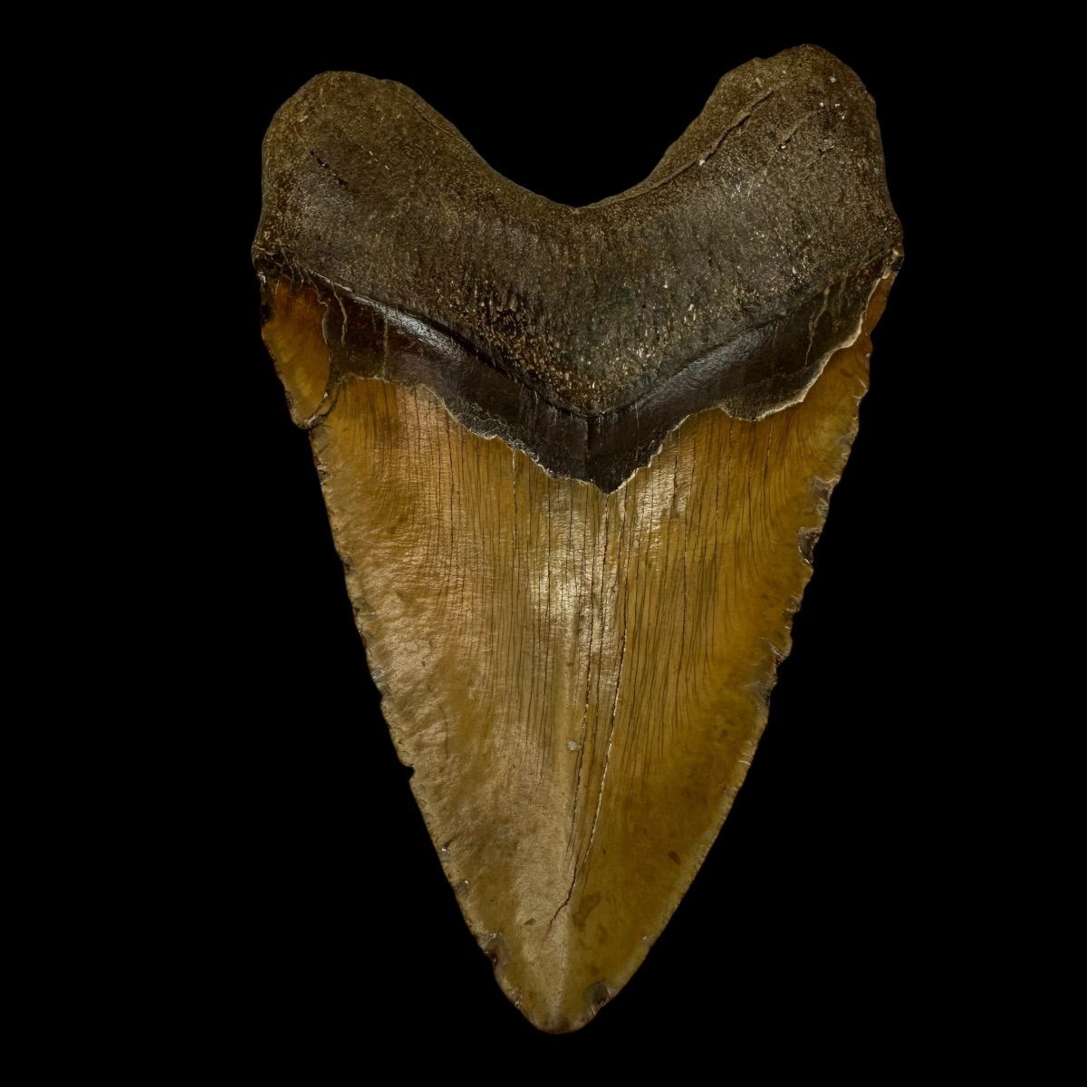 6.45" Megalodon Tooth Fossil - Image 2