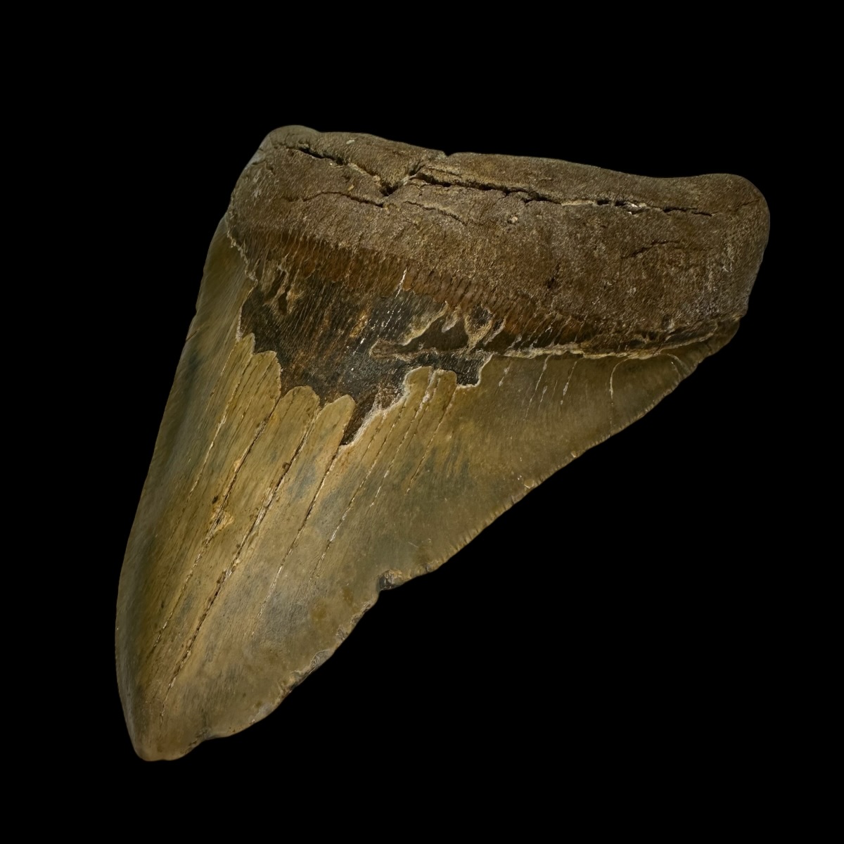 5.92" Megalodon Tooth Fossil - Image 3