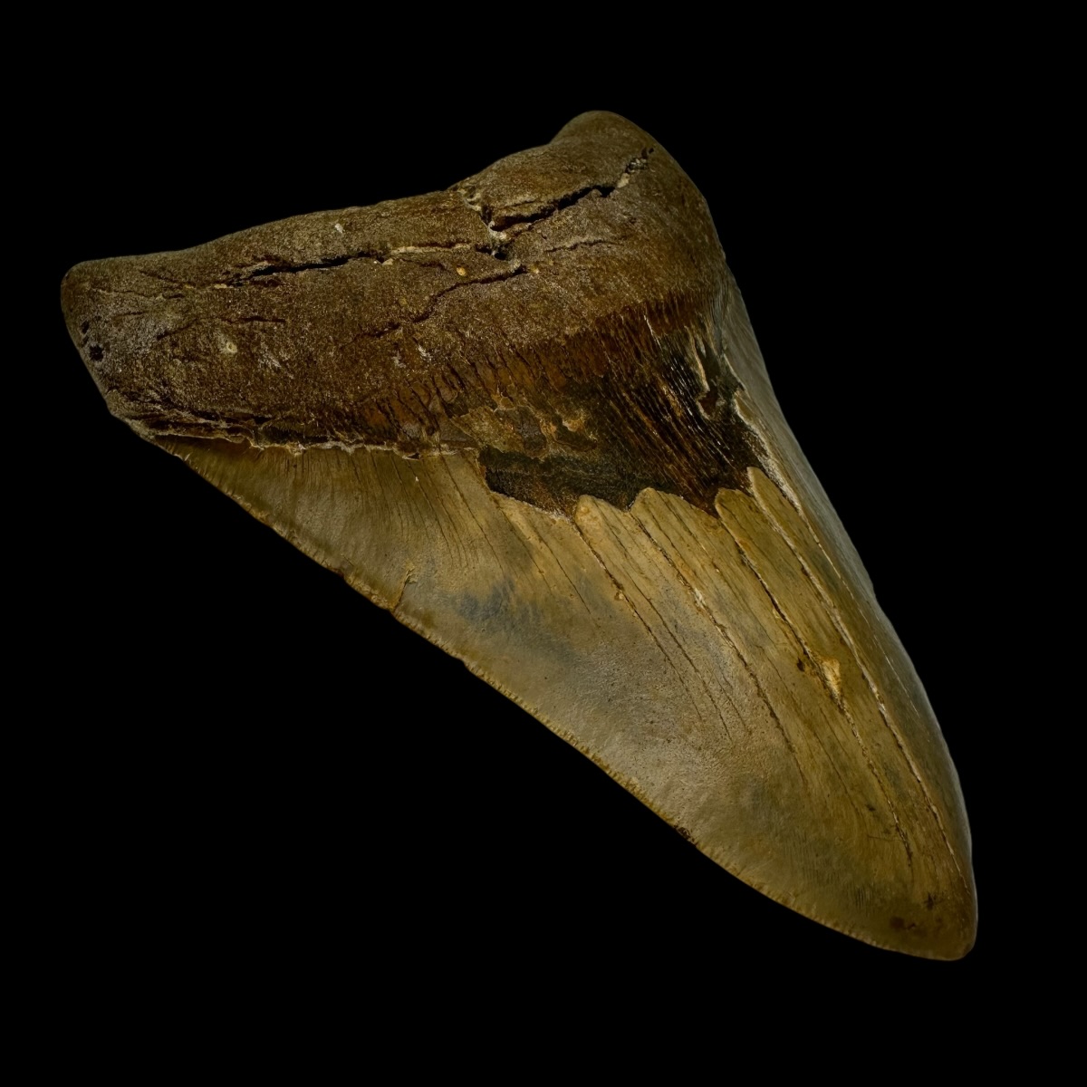 5.92" Megalodon Tooth Fossil - Image 4