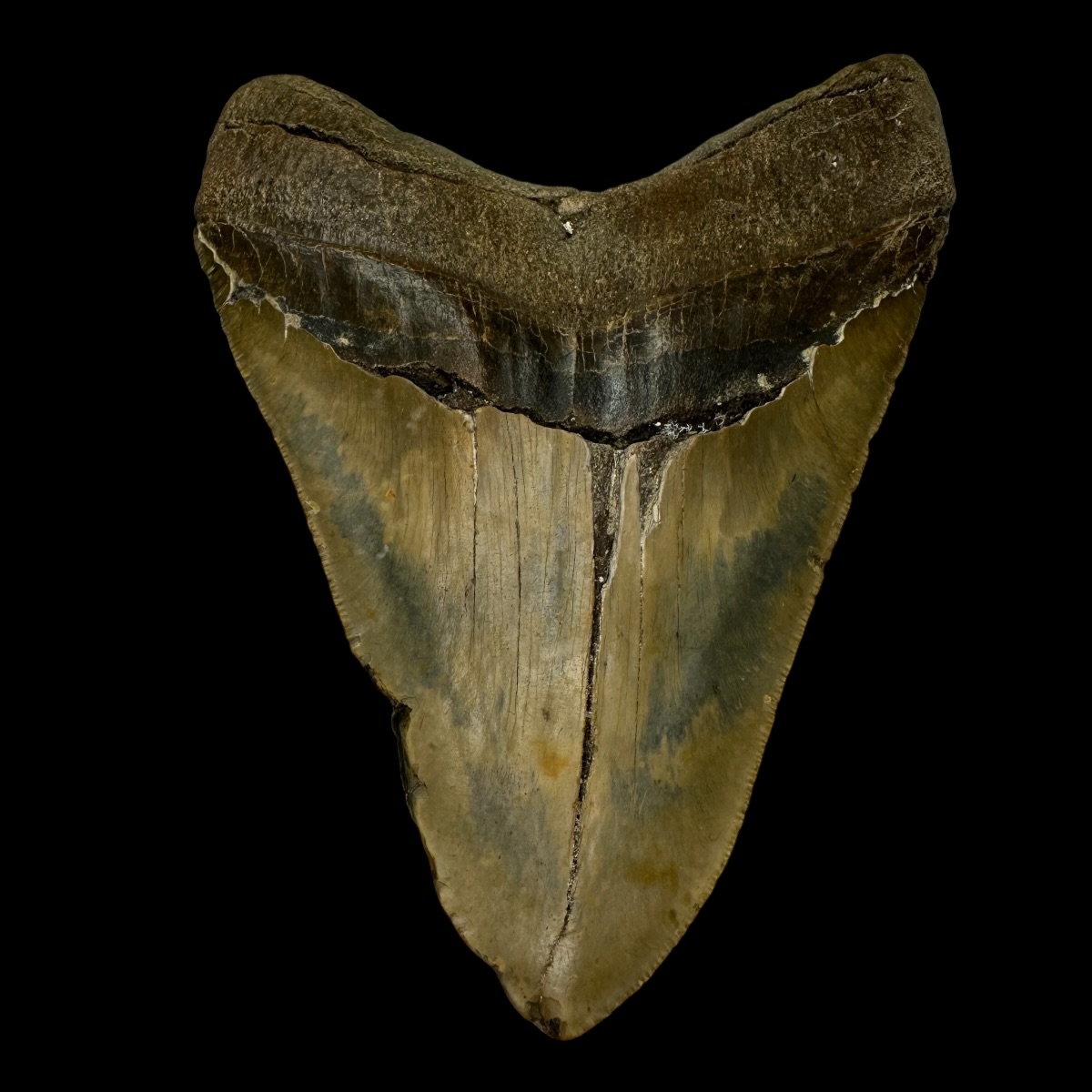 5.92" Megalodon Tooth Fossil - Image 2