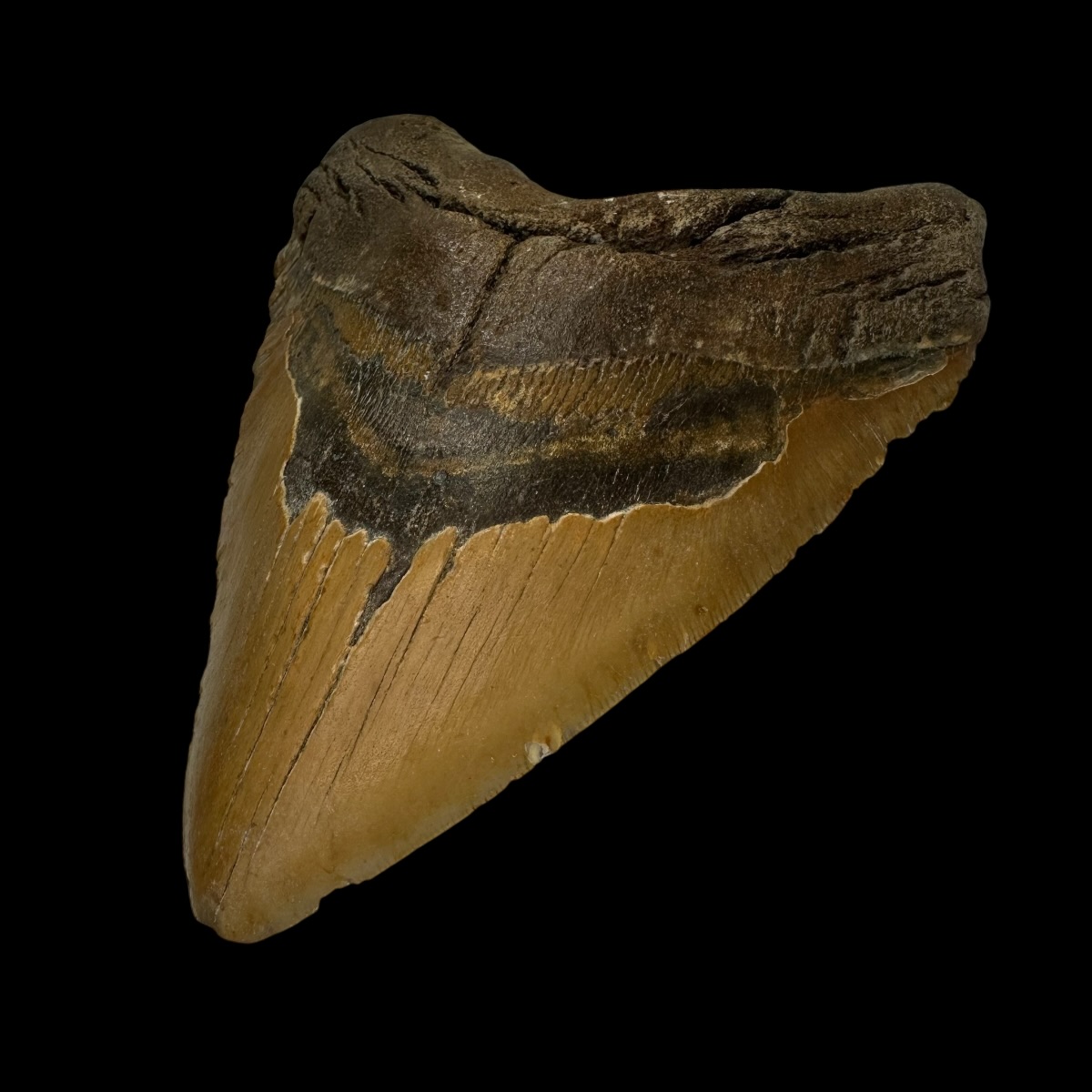 6.35" Megalodon Tooth Fossil - Image 3