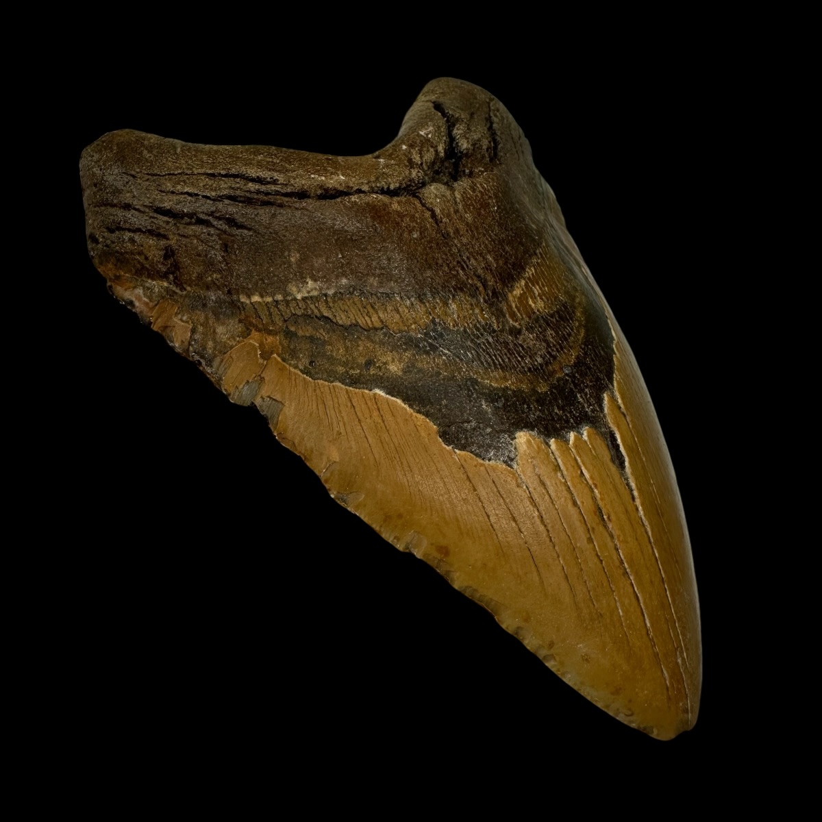 6.35" Megalodon Tooth Fossil - Image 4
