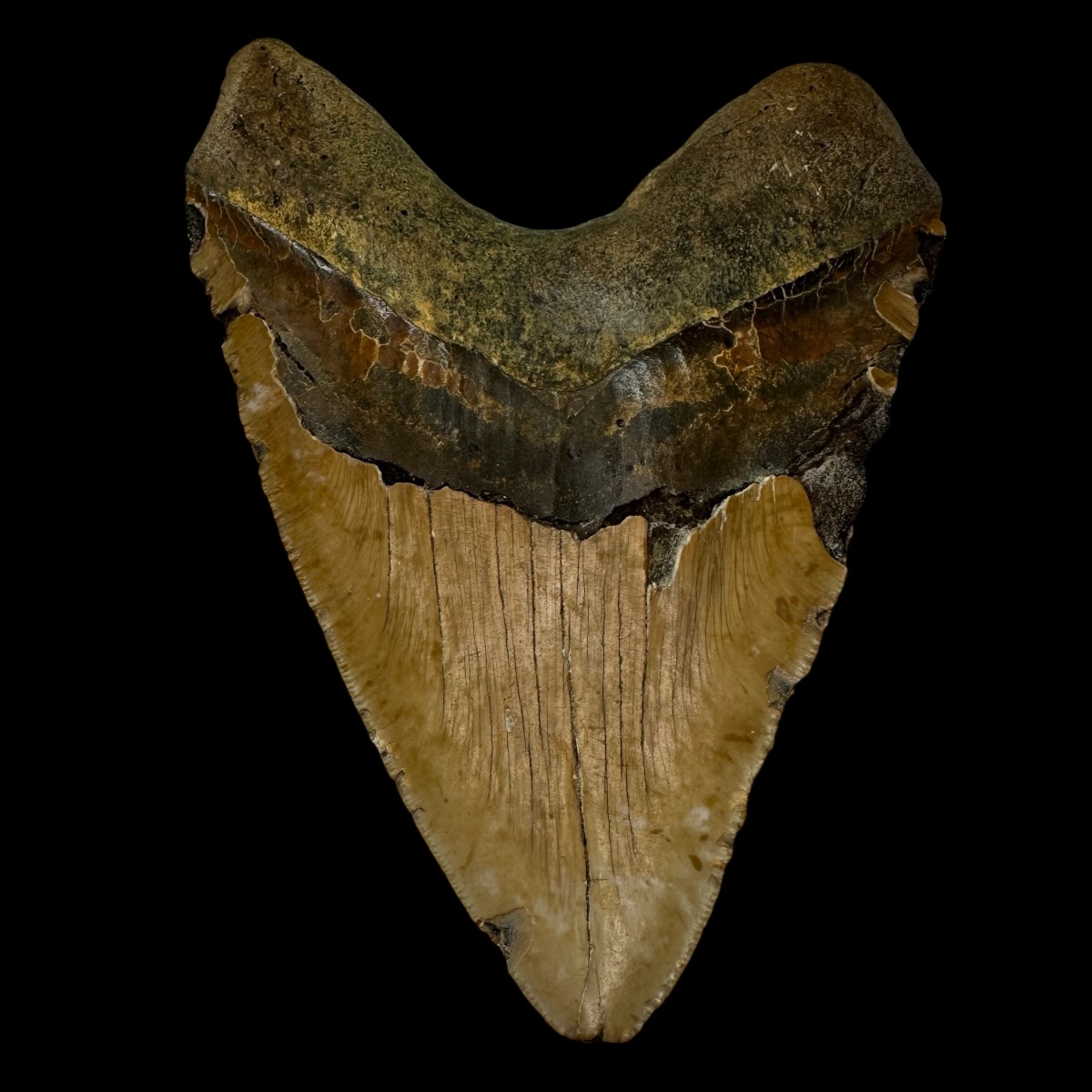 6.35" Megalodon Tooth Fossil - Image 2