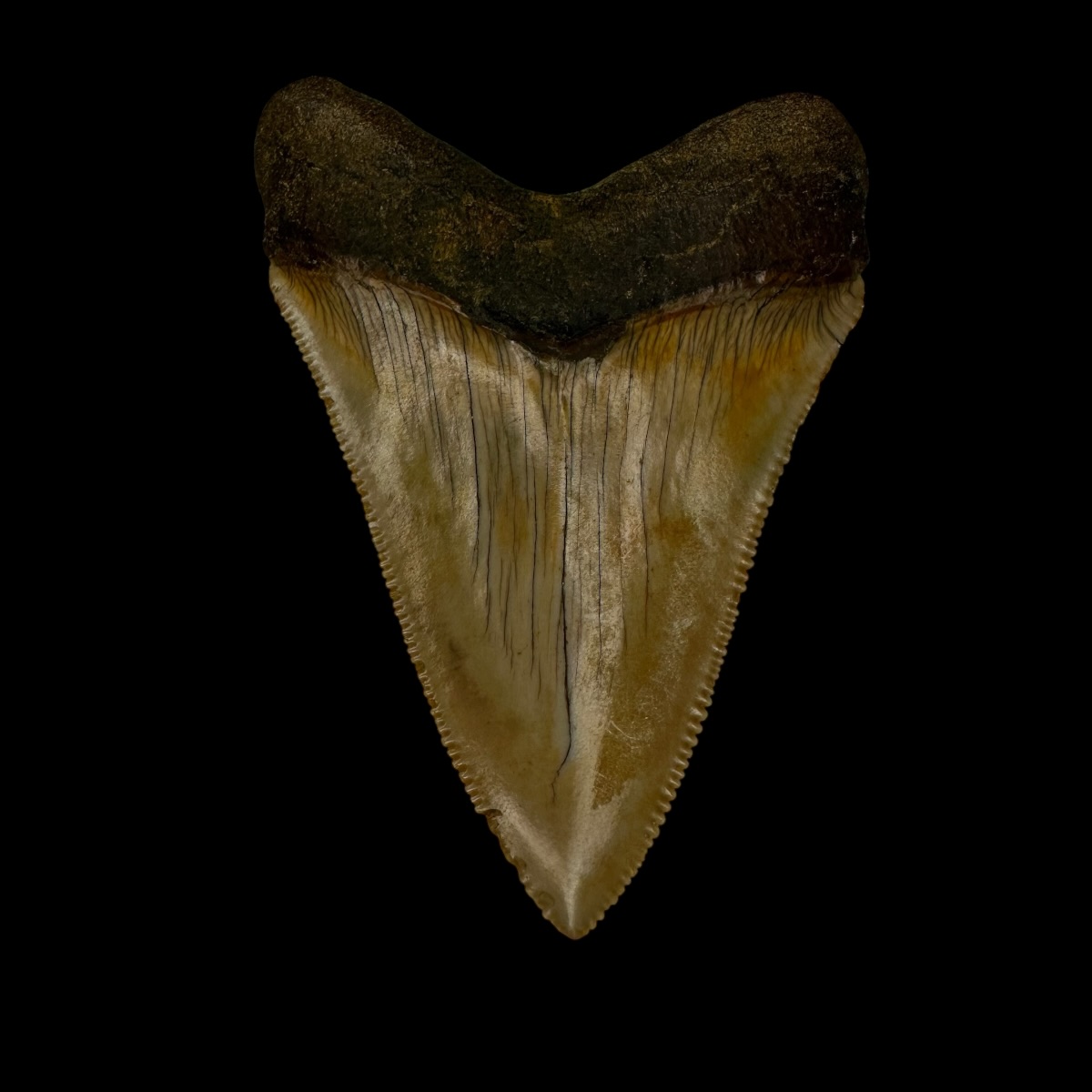 Fossil Chubutensis Tooth 2.76" - Image 2