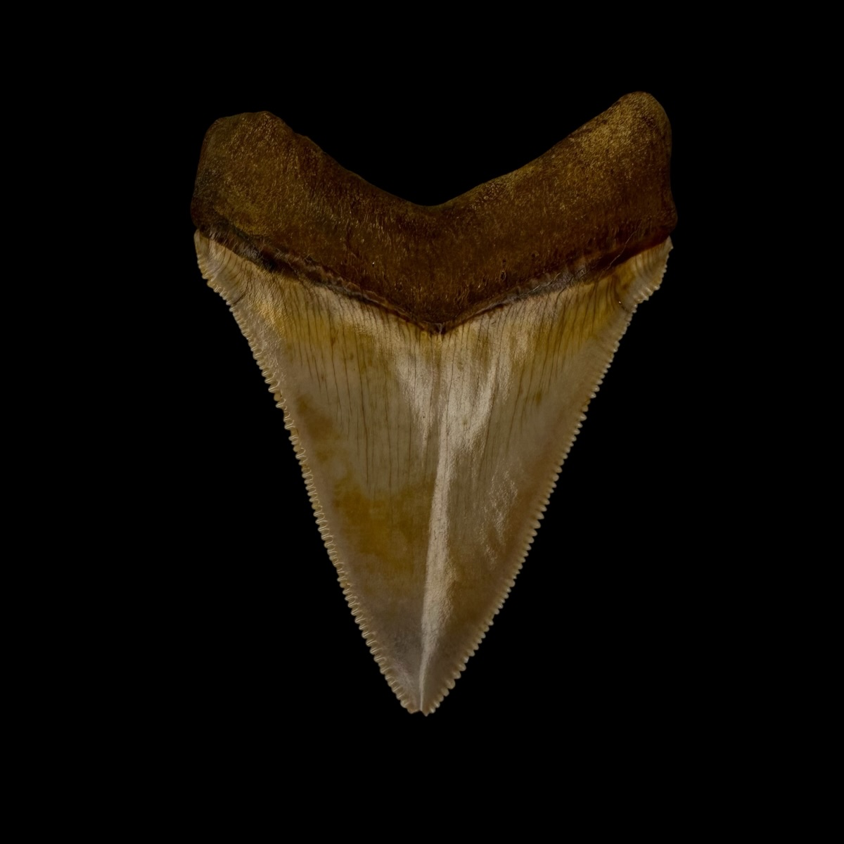 Fossil Chubutensis Tooth 2.49" - Image 2