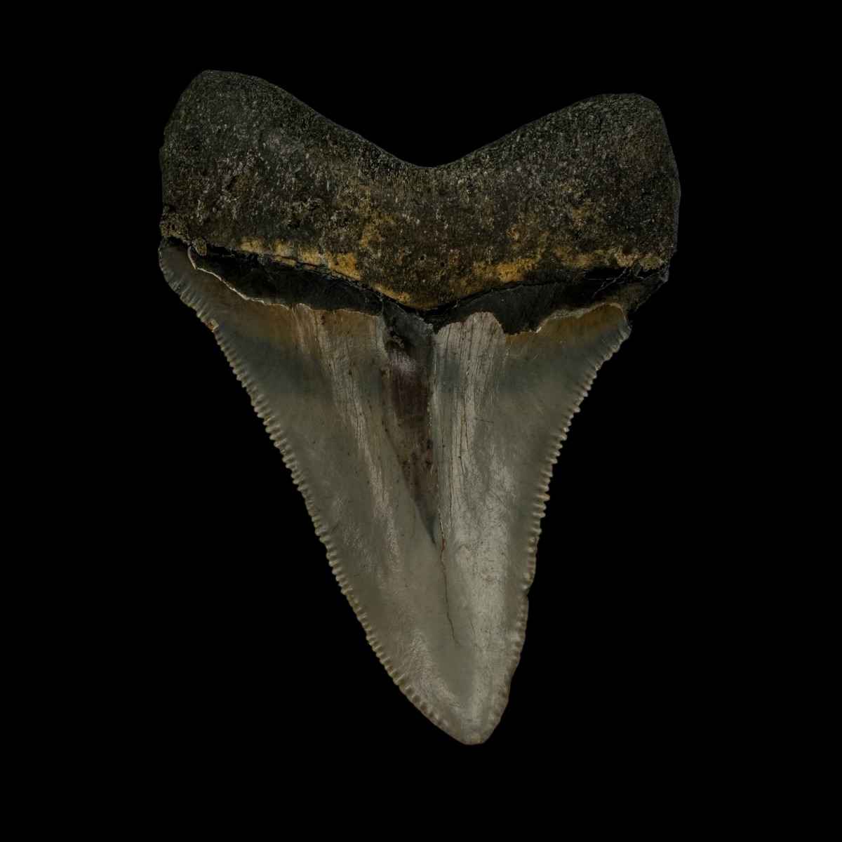Fossil Chubutensis Tooth 2.91" - Image 2