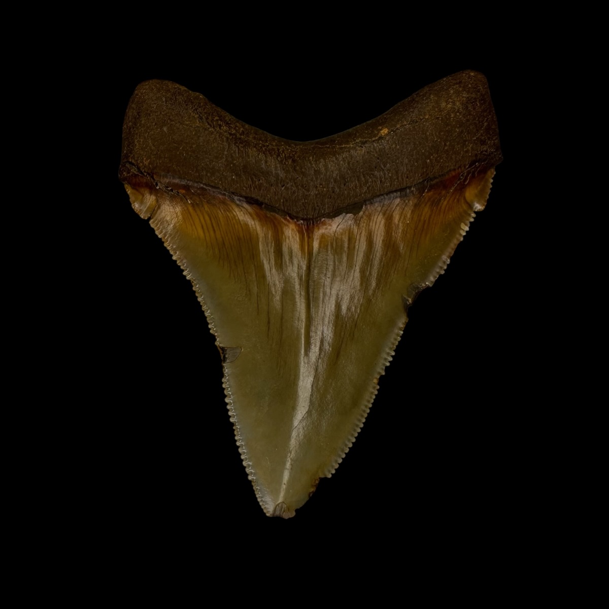 Fossil Chubutensis Tooth 2.77" - Image 2