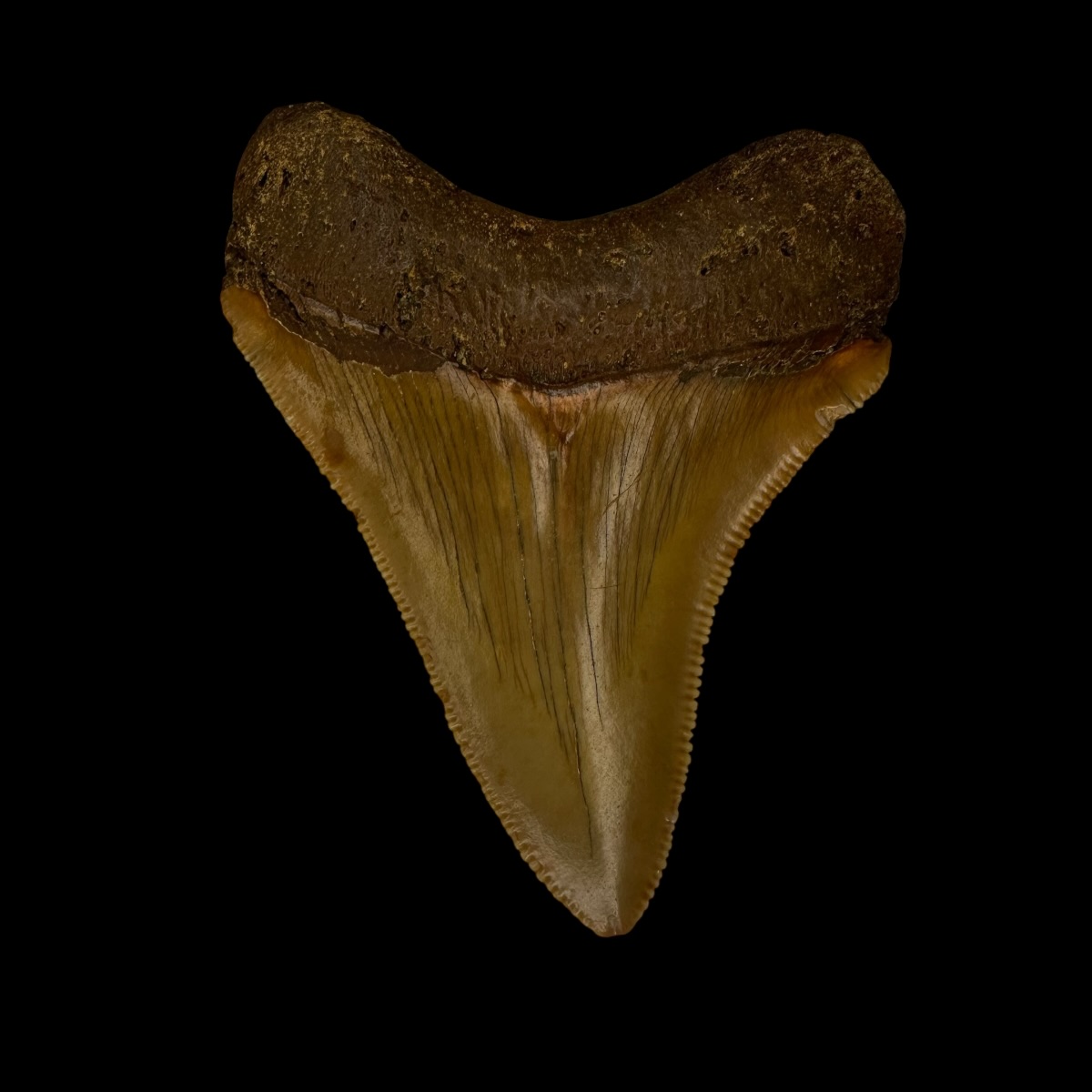 Fossil Chubutensis Tooth 2.80" - Image 2
