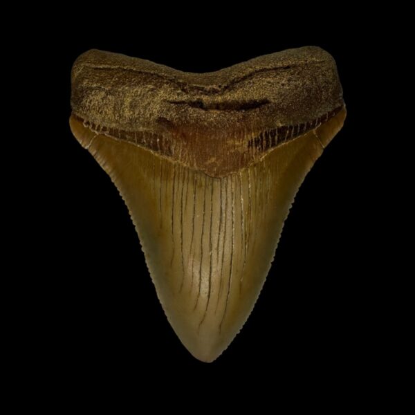 Fossil Chubutensis Tooth 2.84"