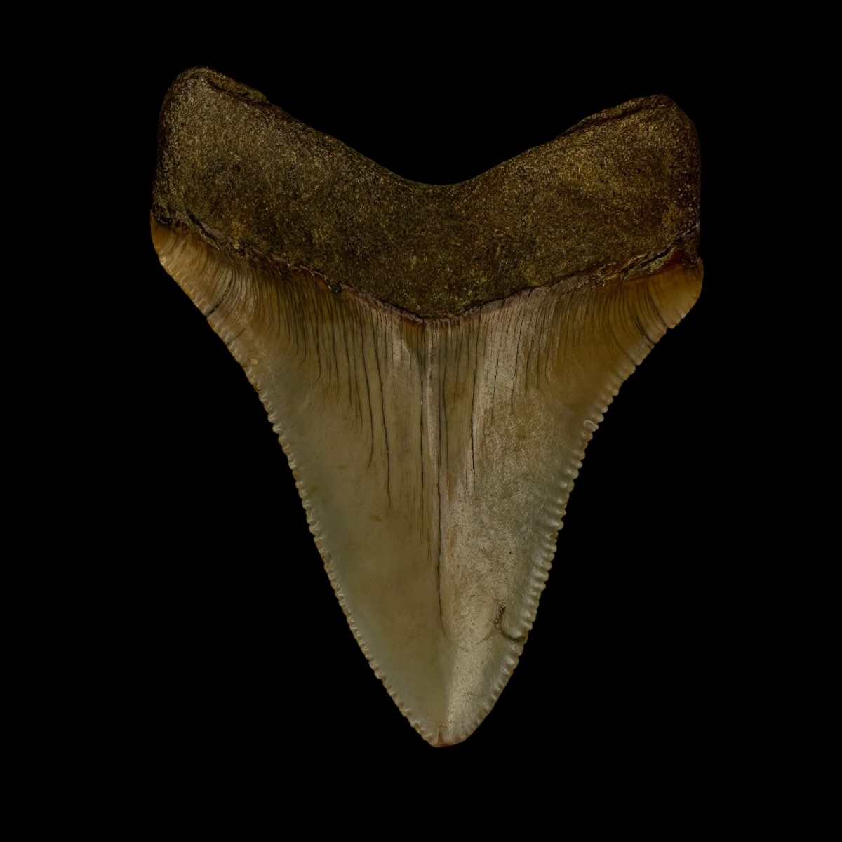 Fossil Chubutensis Tooth 2.84" - Image 2