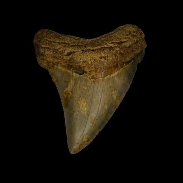 Fossil Chubutensis Tooth 2.50"