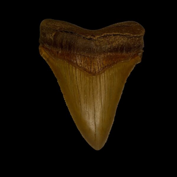 Fossil Chubutensis Tooth 2.57"