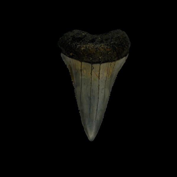 Great White Tooth Fossil 1.97"